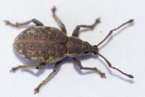 Réf. 280 735 : Peritelus sphaeroides